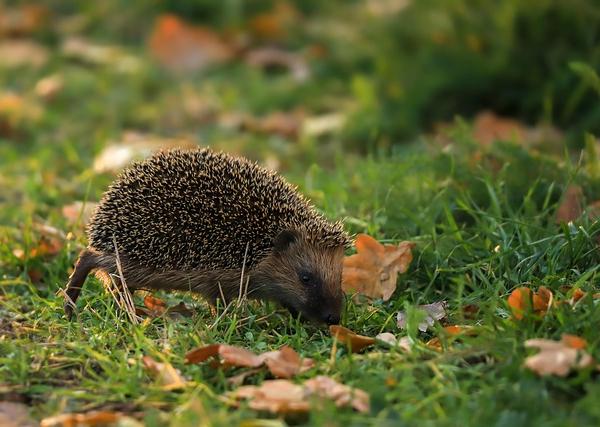 The Hedgehog Concept: Simplify Complexity to Achieve Sustained Excellence