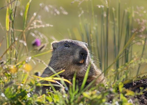 Hibernation Physiology Across Species: Metabolic Suppression, Cold Tolerance, and the Comparative Framework