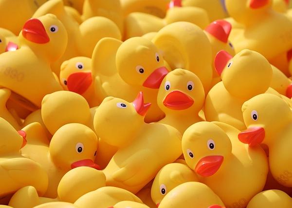 What a Dead Duck Teaches Us About the Hormonal Choreography of Oocyte Meiosis