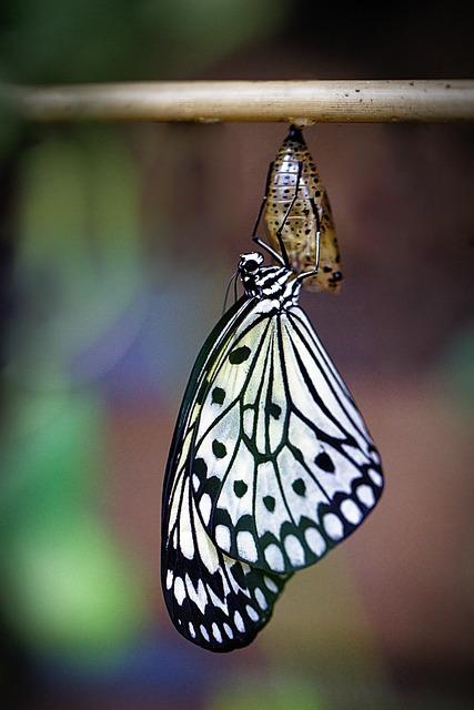 Butterfly Effect Solutions to Break Inherited Generational Trauma Cycles