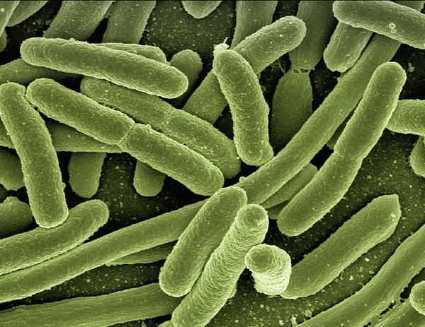 Fixing the Broken Global Vaccine Development System for Neglected Pathogens