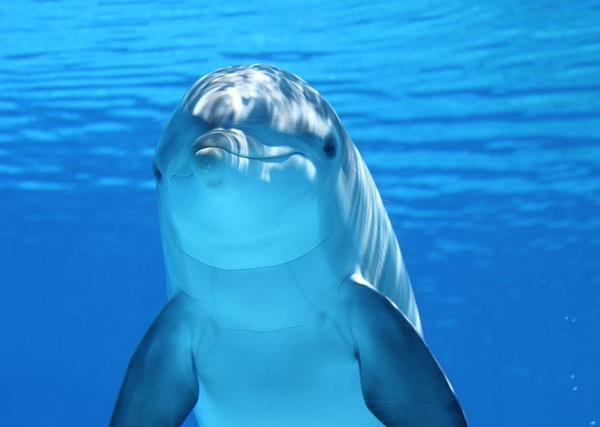 How Marine Mammals Drive Phytoplankton Productivity and Climate Regulation
