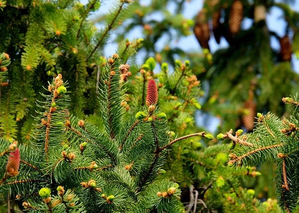 The Great Tree Theory: A Timeless Metaphor for Sustainable Personal and Professional Growth