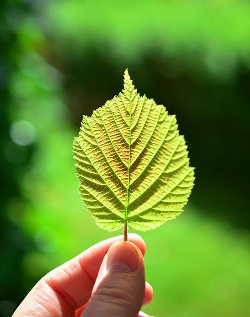 Growth-Centered Framework for Navigating Green Transition Disputes