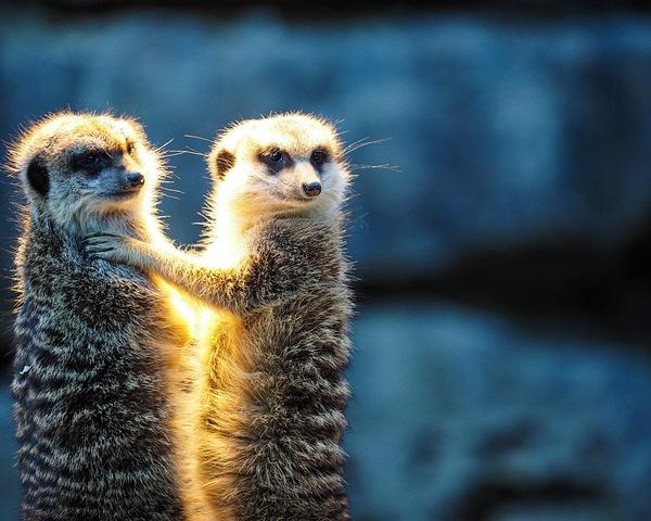 The Logic of Collective Action: Understanding Group Behavior and Cooperation