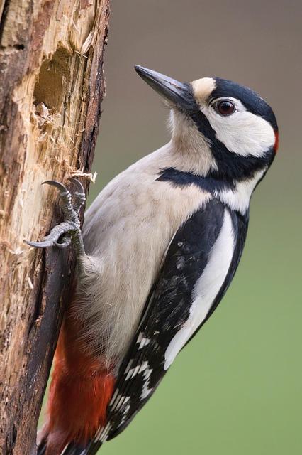 Connecting Humanity and Nature: Frans Lanting's Visionary Wildlife Photography