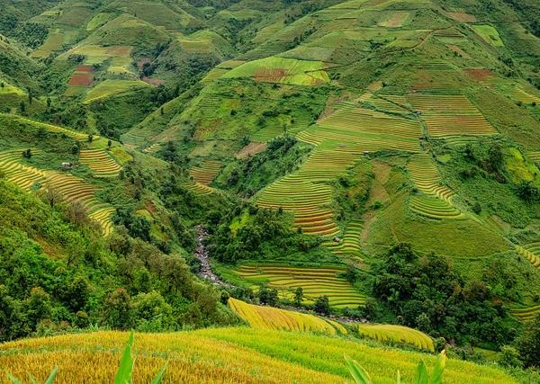 Triple-Bottom-Line Regenerative Rice Climate Solution