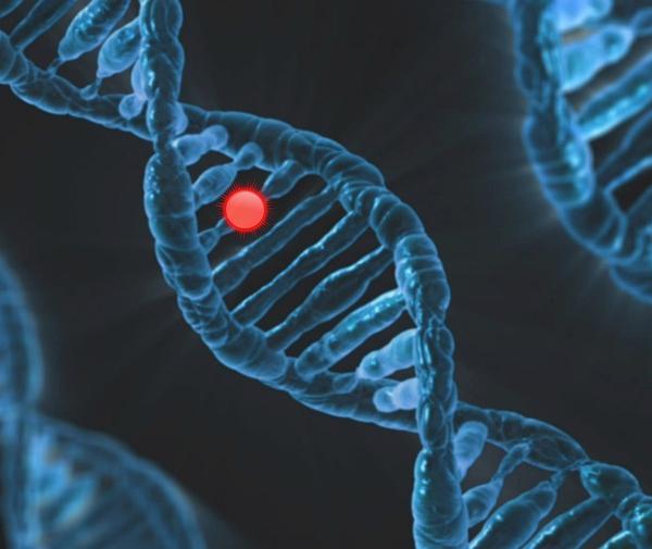 An Empirical Case Analysis of Bat Genome Framework and the Bat1K