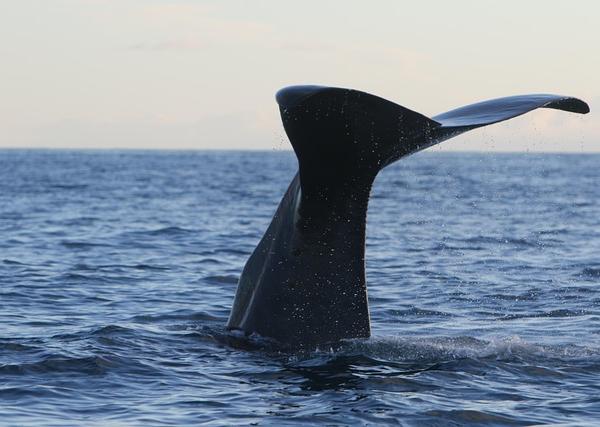 A Case Study of DIY Sperm Whale Exploration and Grassroots Ocean Discovery