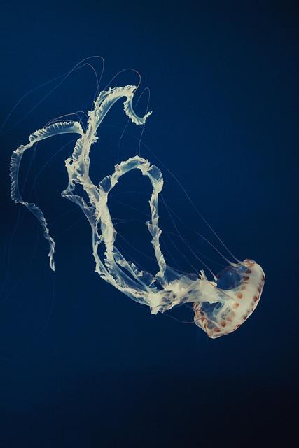 How Project CETI Unites AI, Marine Biology, and Interspecies Understanding