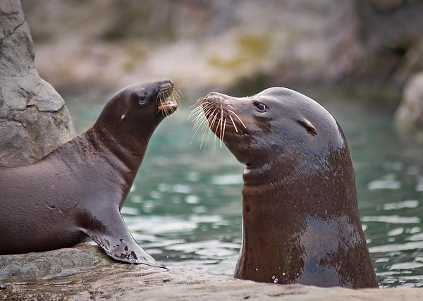 The Underwater Symphony of Marine Mammals