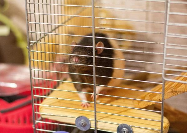 When the Body Becomes a Cage: Frustration, Hostile Cognition, and the Autonomic