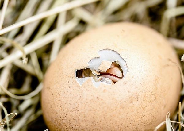 Passion and Perseverance as Predictors of Long-Term Success