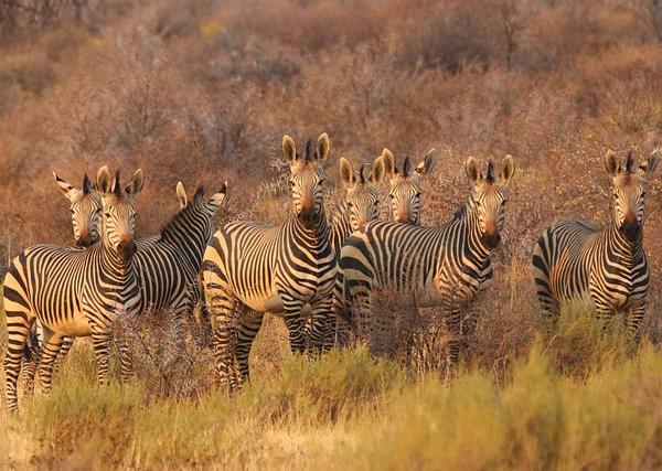 The Last Post: Officers Who Fell in South Africa: A Comprehensive Review