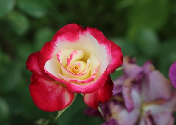 Rejection Sensitivity and Authenticity