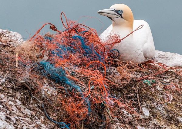 Marine Biodiversity, Plastic Pollution, and the Search for Livable Blue Carbon Solutions