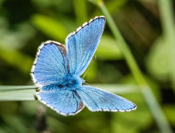 Reevaluating Microbial Drivers of Earth’s Greatest Biodiversity Collapses