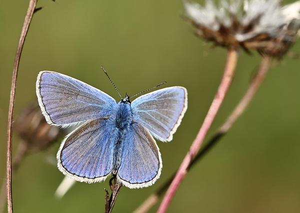 The Tragedy of the Commons: How Shared Resources Lead to Overexploitation