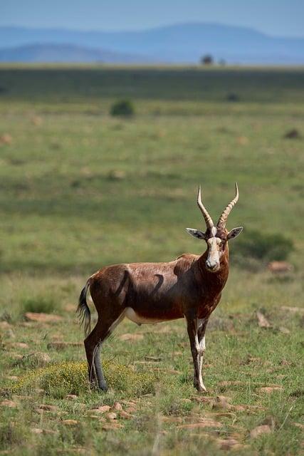 Novel Ecosystem Theory and the Taxonomic Expansion of "Nature" in Conservation Science